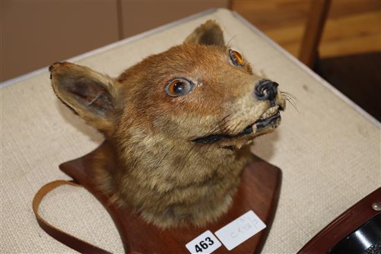 A fox head wall trophy and two pairs of field glasses